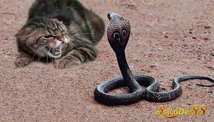 Mơ thấy rắn đánh nhau với cho mèo Chiêm bao mơ thấy rắn Hổ Mang