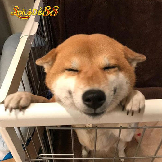 Chiêm bao mơ thấy chó đánh con gì?