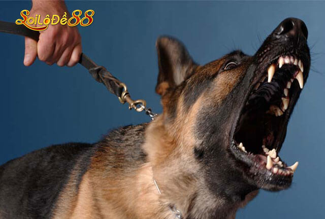 giải mã giấc mơ thấy chó dự báo điềm gì