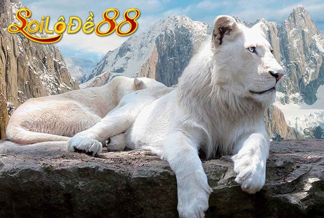 Nằm mơ thấy sư tử đánh số mấy