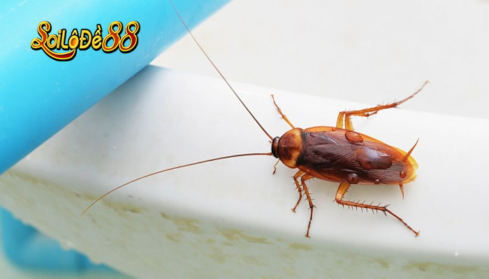 con gián số mấy